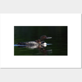 Common loon with chick Posters and Art